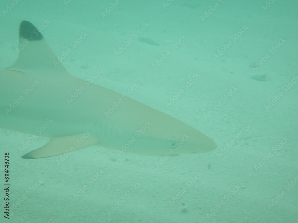 Naklejka premium Hai