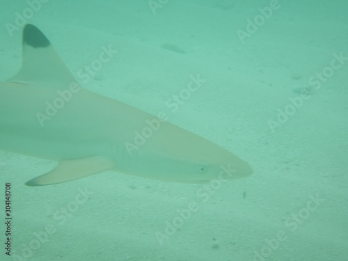 Wallpaper Mural Hai Torontodigital.ca