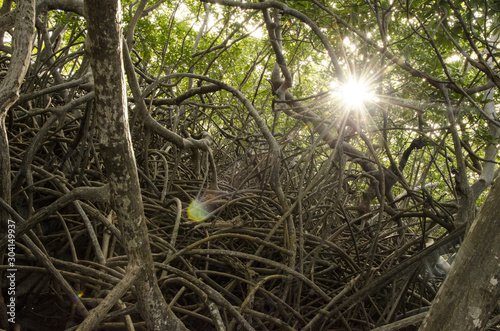 enchevêtrement de racines dans une foret de mangrove