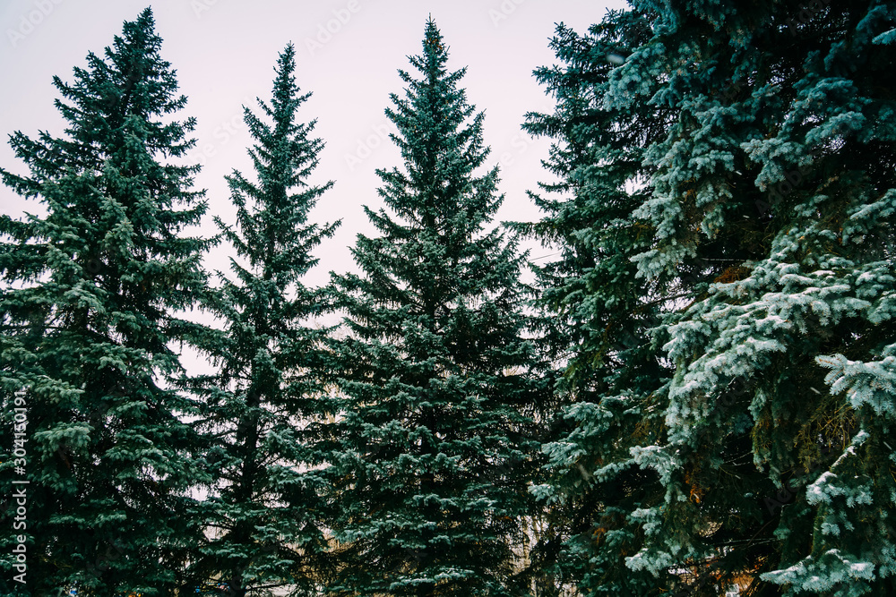 Evergreen trees in winter