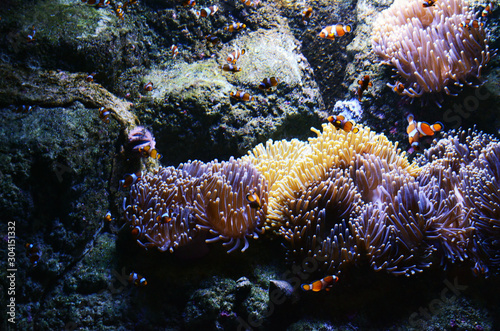 poissons clowns a l'aquarium de cherbourg