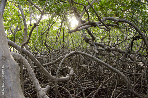 mangrove en martinique