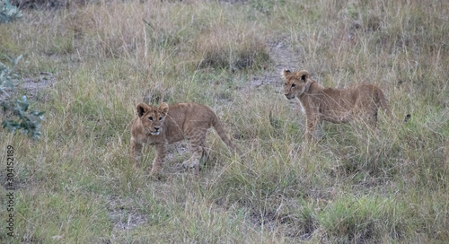 Lion cubs in Massai Mara