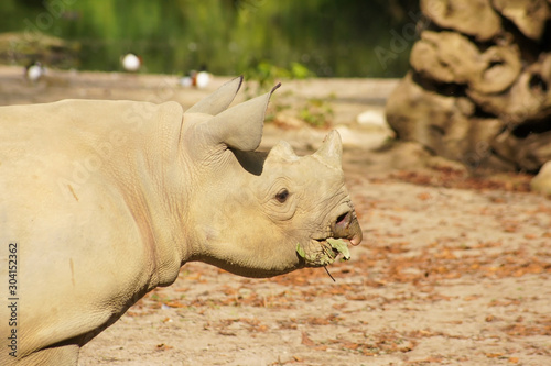 A Rhinoceros eating leaves photo