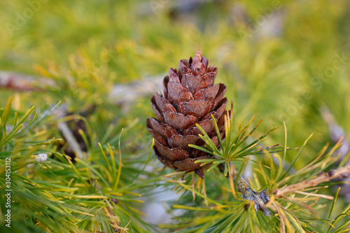 lump on the background of green larch needles