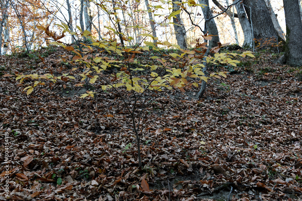 A small, thin tree with yellow leaves, and around huge trees without leaves A small, thin tree with yellow leaves, and around huge trees without leaves