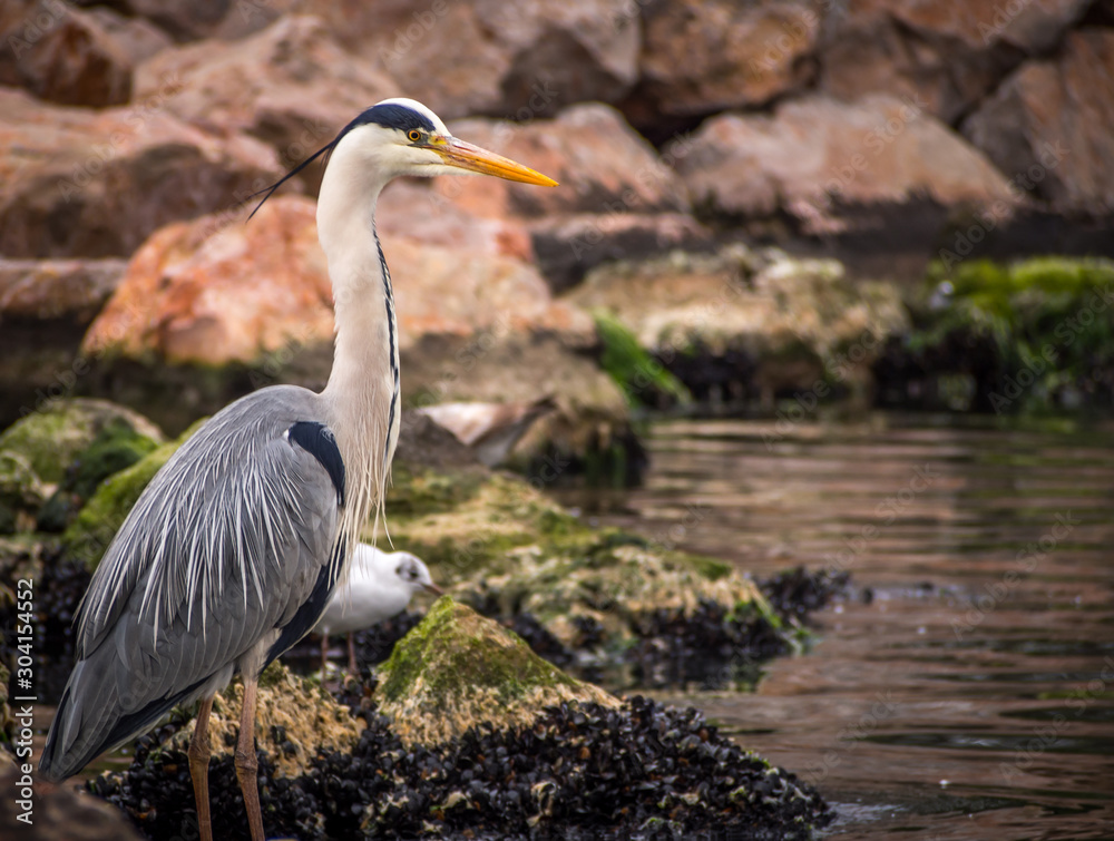 Fototapeta premium stork on a sea shore