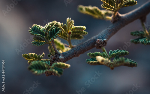 branch of a tree