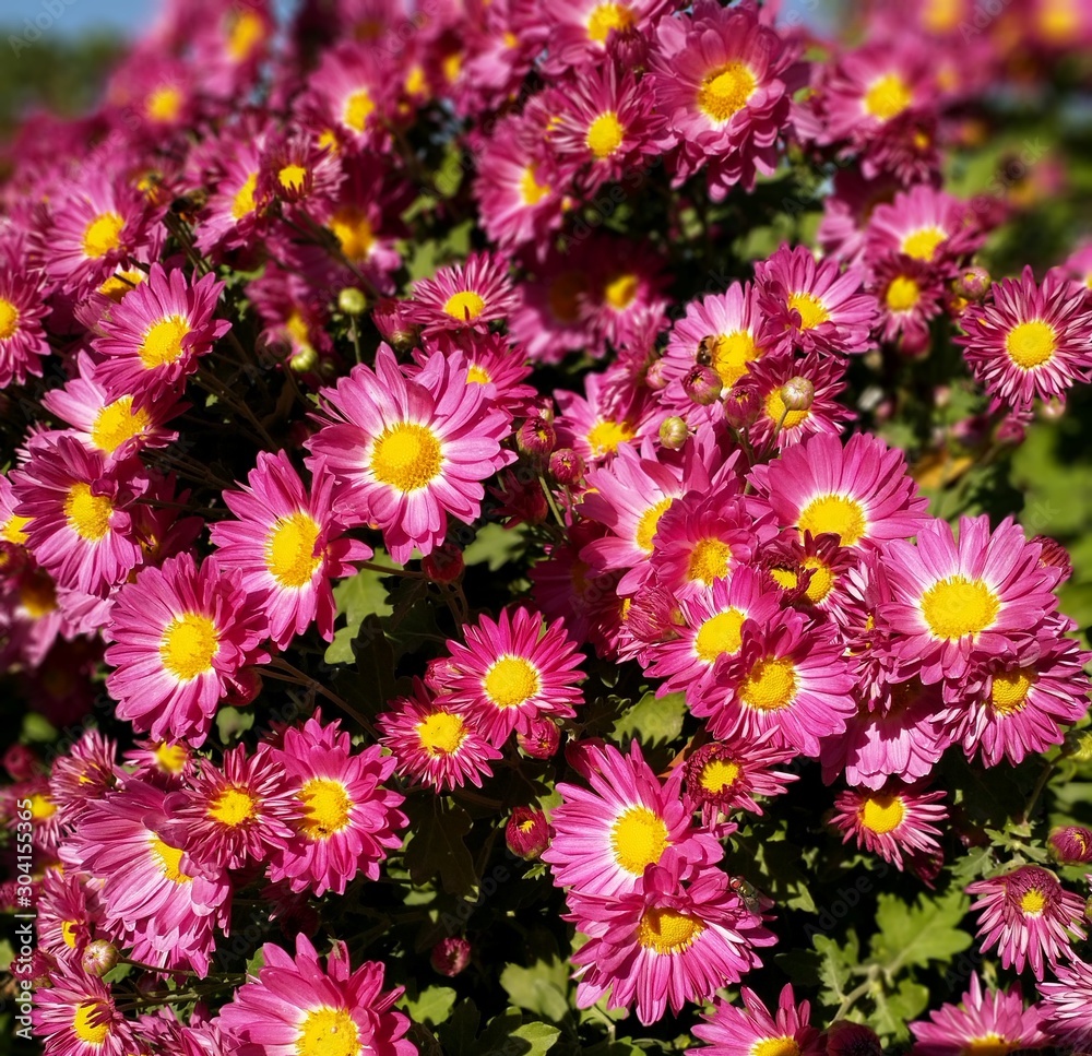 flowers in the garden,bouquet,chrysanthemum,pink,nature,petal,beauty flowers in the garden,bouquet,chrysanthemum,pink,nature,petal,beauty