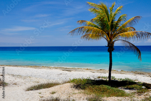Caribbean beach with green palm tree in the right © puntel