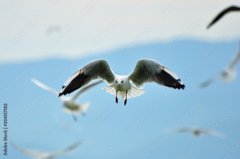 Obraz premium Vögel