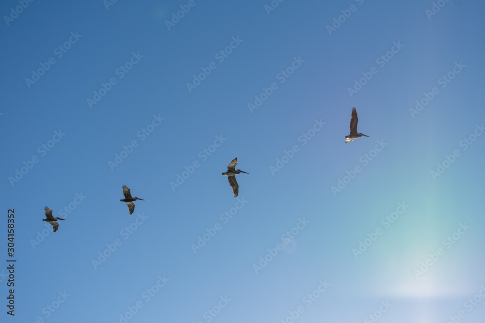 Fototapeta premium Flying Pelicans