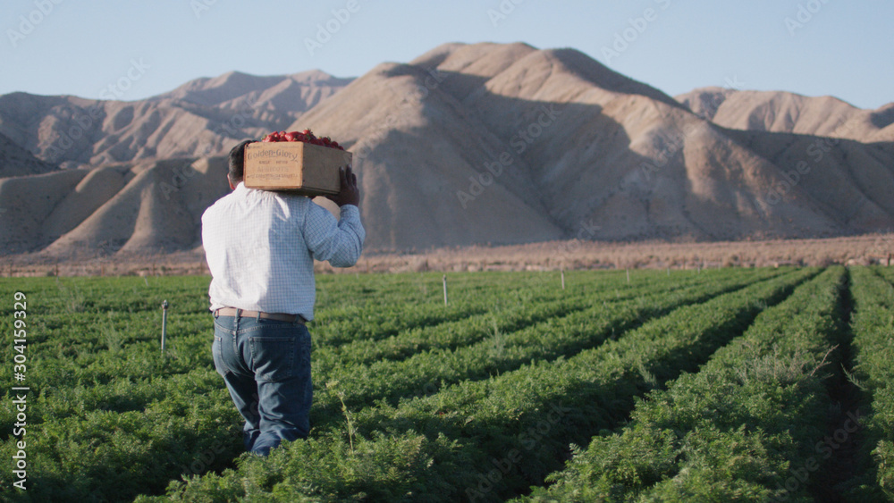 Farmer carrying wooden crate of strawberries through field