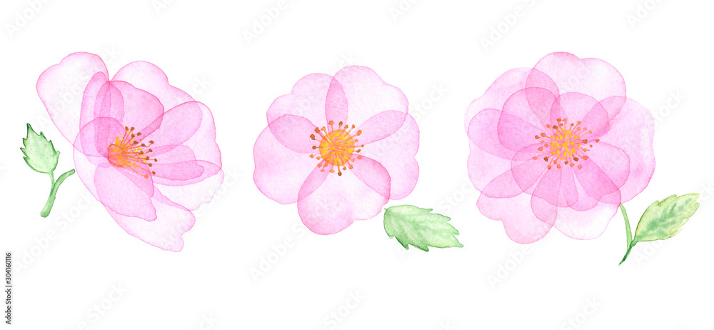 Watercolor transparent floral set isolated on white.  In pastel pink, lavender pink. Wild rose. Botanical illustrations, wedding design.