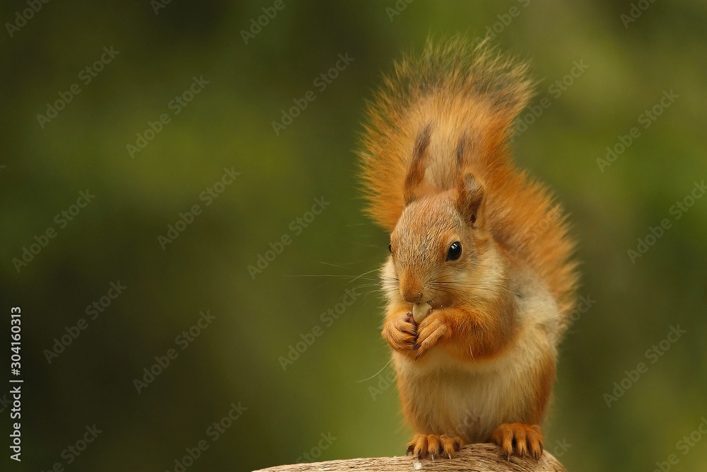 Fototapeta premium A red squirrel (Sciurus vulgaris) also called Eurasian red sguirrel sitting in branch in a green forest.