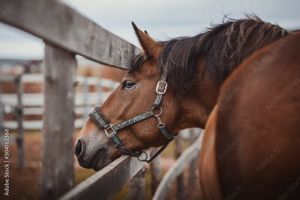 Fototapeta premium portrait of beautiful gelding horse with blue eyes in halter in paddock near fence in daytime in autumn landscape