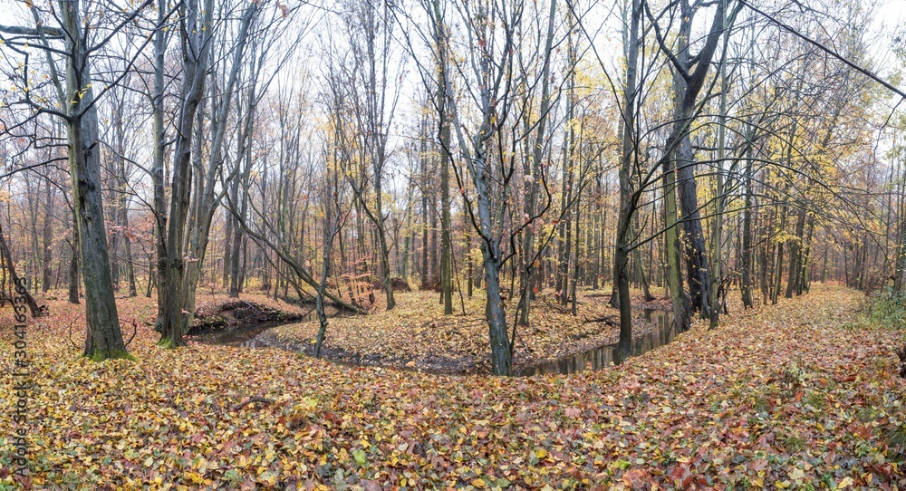 Herbst, Laub, Spazieren, Novemder Herbst, Laub, Spazieren, Novemder