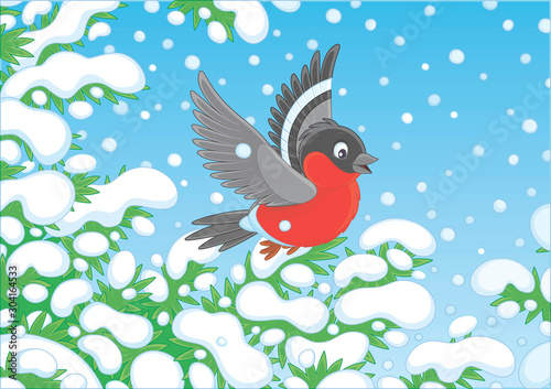 Red bullfinch flying over s...