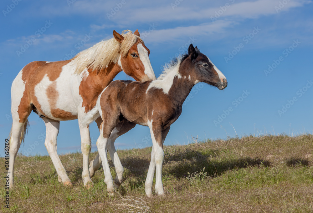 Wild Horse Mare and Cute Foal in the Utah Desert Wild Horse Mare and Cute Foal in the Utah Desert