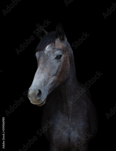 portrait of young gray mare horse isolated on black background © vprotastchik