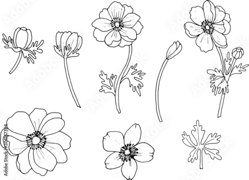 Fototapeta Set of anemone flowers isolated on a white background