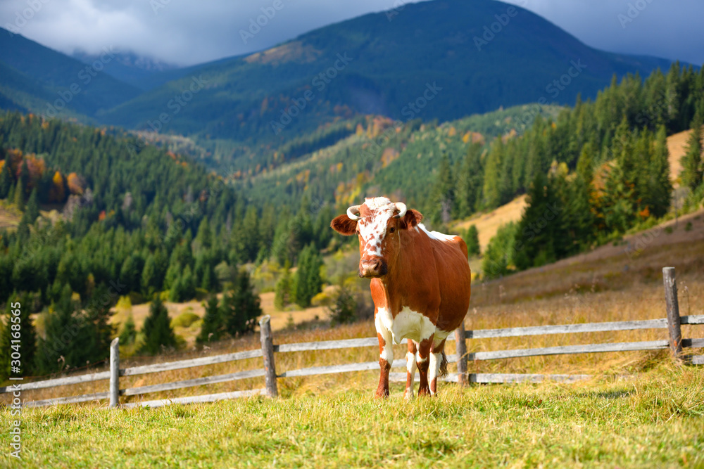 Brown cow with a white pattern on a mountain pasture on the background of autumn mountains. Sunny autumn morning in the Carpathians