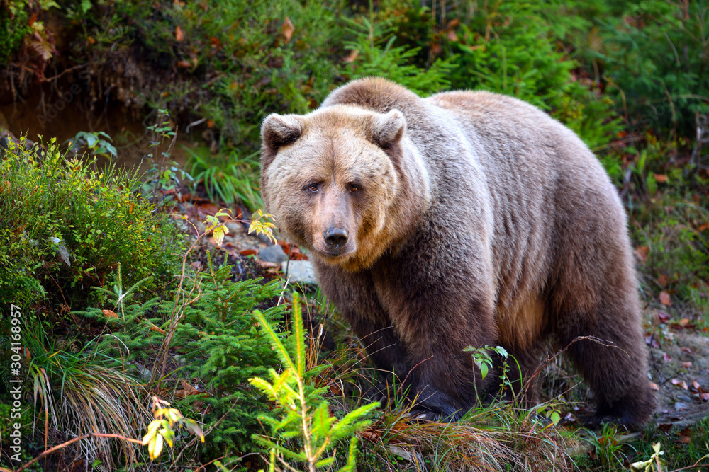 European brown bear in the autumn forest. Big brown bear in forest. European brown bear in the autumn forest. Big brown bear in forest.