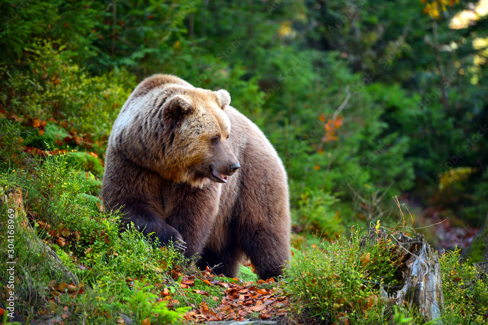 Obraz premium European brown bear in the autumn forest. Big brown bear in forest.
