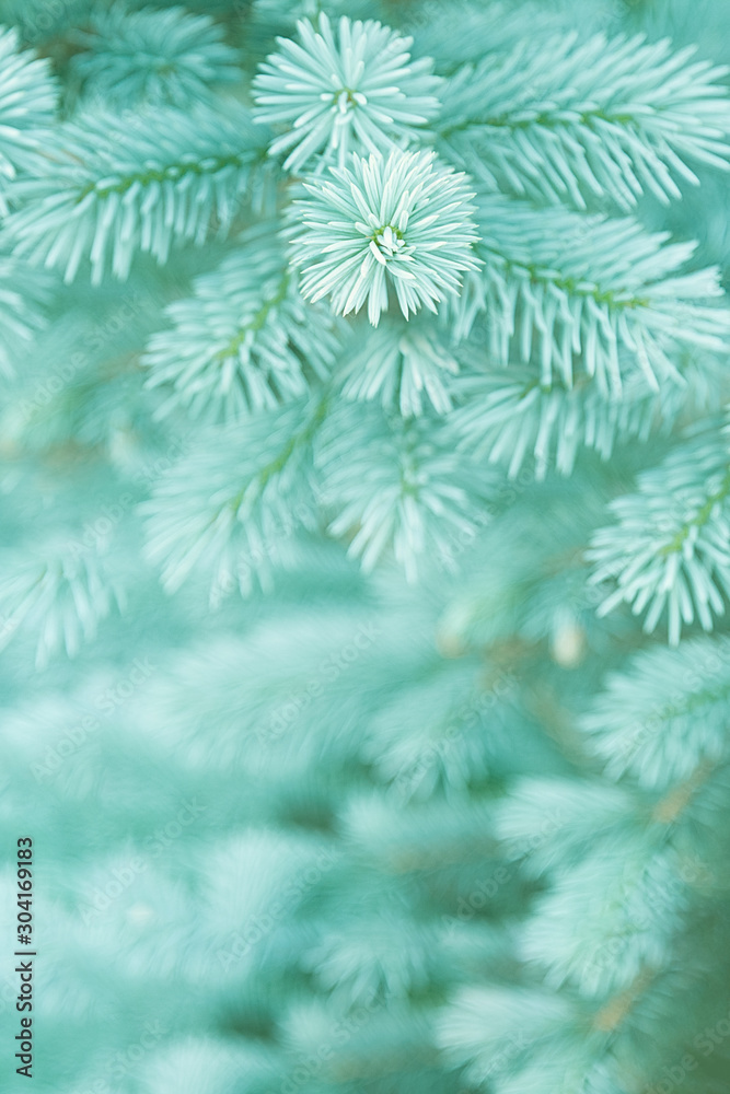 View of the young branches of blue spruce in the colors of the 2020 trend.