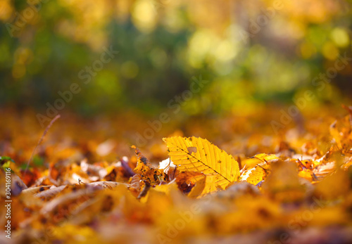 Beautiful autumn background with leaves and sun rays