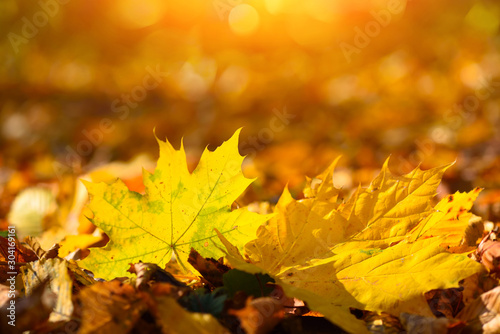 Beautiful autumn background with marple leaves and sun rays