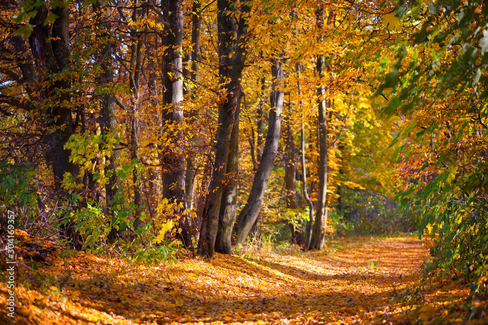 Obraz premium Beautiful day in the autumn forest with sun rays