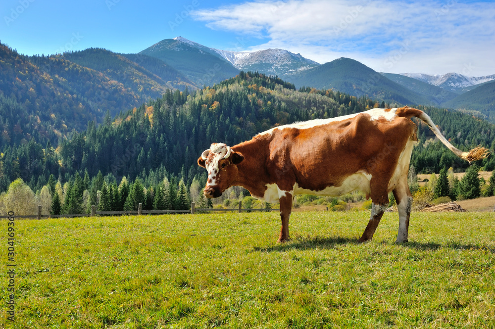 Brown cow with a white pattern on a mountain pasture on the background of sky and autumn mountains. Sunny autumn morning in the Carpathians Brown cow with a white pattern on a mountain pasture on the background of sky and autumn mountains. Sunny autumn morning in the Carpathians