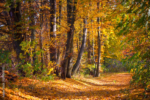 Beautiful day in the autumn forest with sun rays