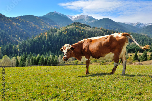 Brown cow with a white pattern on a mountain pasture on the background of sky and autumn mountains. Sunny autumn morning in the Carpathians