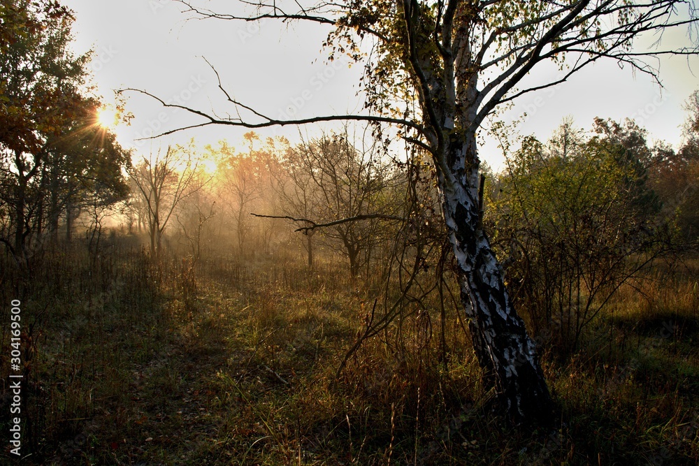 White birch in Danubian forest in autumn morning, Danubian forest, Slovakia, Europe White birch in Danubian forest in autumn morning, Danubian forest, Slovakia, Europe
