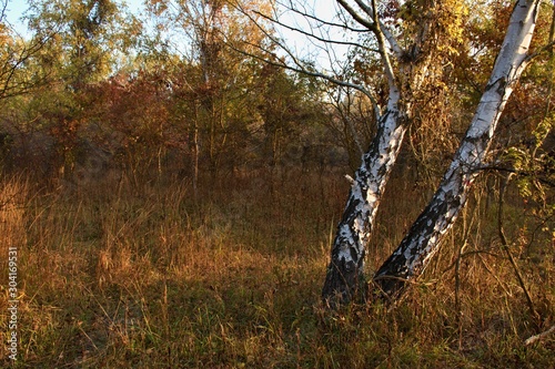 White birch in Danubian forest in autumn morning, Danubian forest, Slovakia, Europe