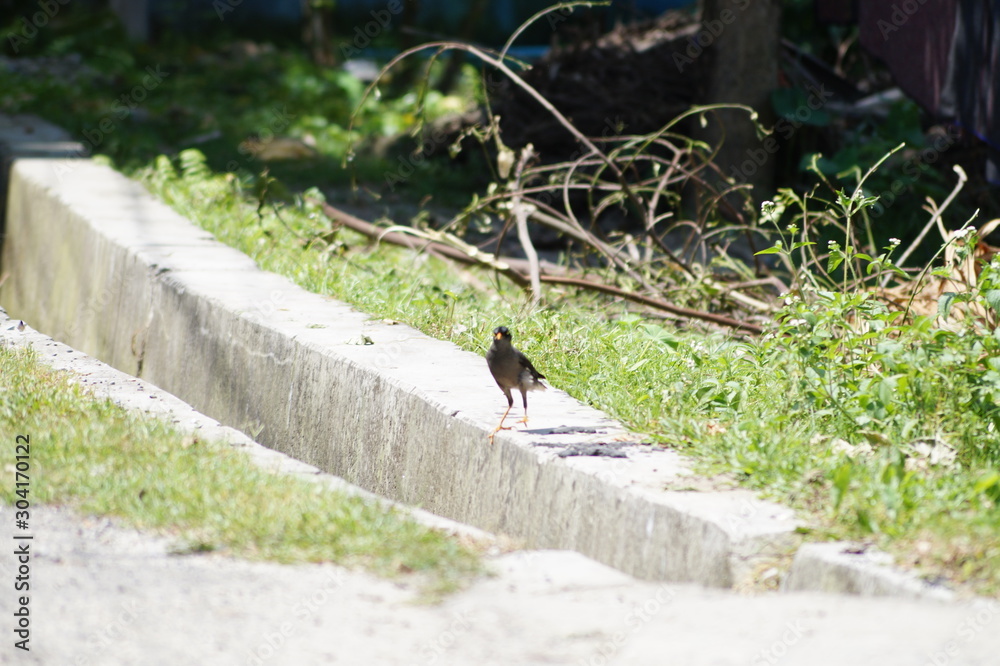 bird in forest