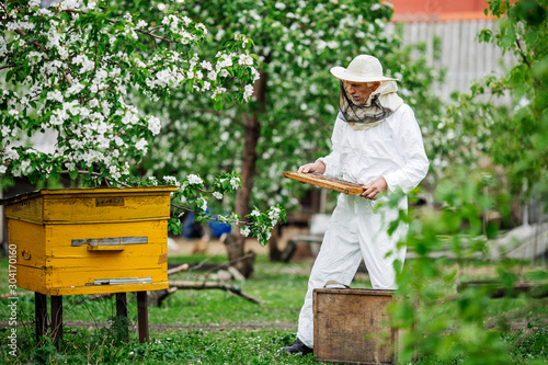 Beekeeper is working with bees and beehives on the apiary. photo