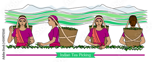Set of color engraved drawing of Indian women picking tea leaves on the mountain plantation. Harvesters with baskets. Vector illustration isolated on background for packaging tea drink business.