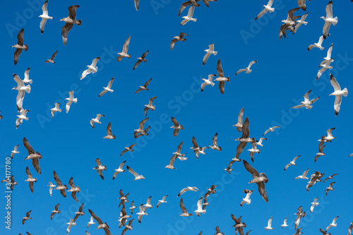 Flying Seagulls