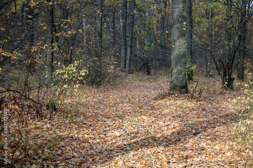 Forest glade with autumn fallen leaves in the sun Forest glade with autumn fallen leaves in the sun