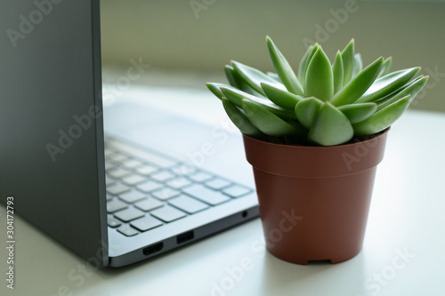 Freelance workplace with authentic green succulent plant in ogange pot and modern silver laptop at white table. Overcast. Minimalistic design photo