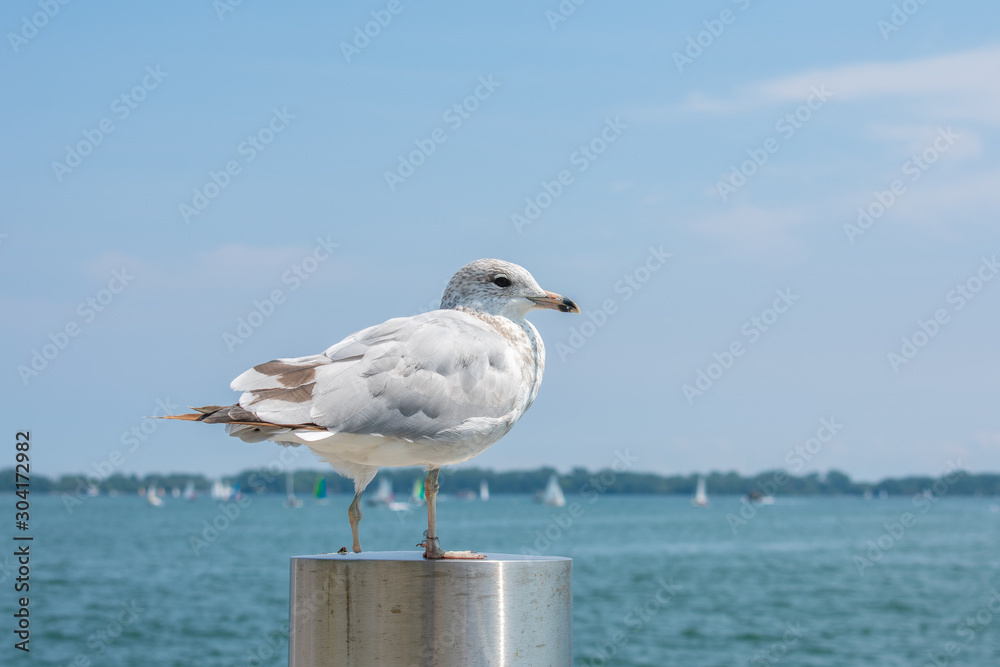 Seagul close up with water and boats background Seagul close up with water and boats background