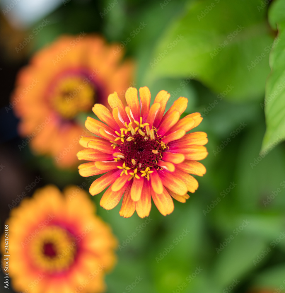 Yellow and Red Flower
