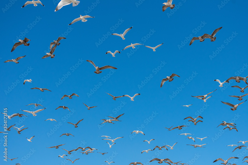 Fototapeta premium Flying Seagulls