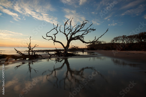 Dead tree from Driftwod Beach. Jekyll Island, GA
