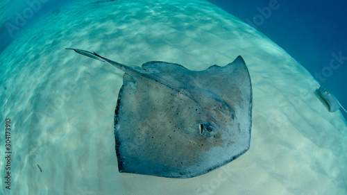 Southern Sting Ray in San Andres