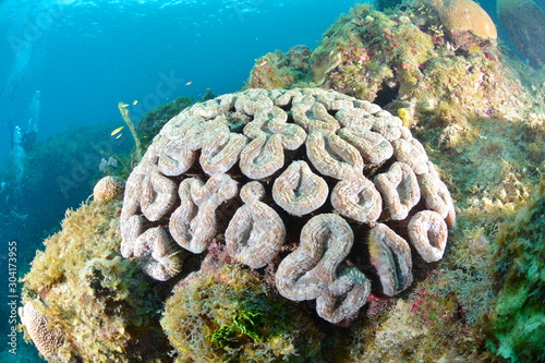 Coral reef in San Andres