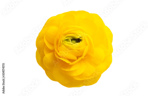 yellow buttercup flower isolated